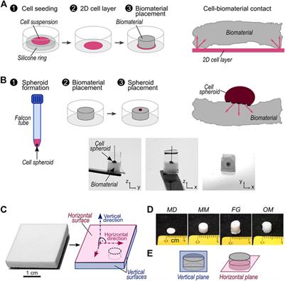 Characterizing cell recruitment into isotropic and anisotropic biomaterials by quantification of spatial density gradients in vitro